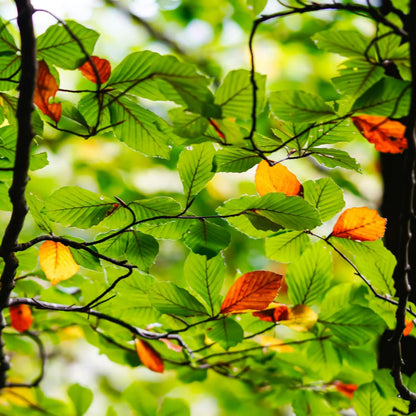 Close-up of American Beech tree leaves with autumn colors on a blurred background.
