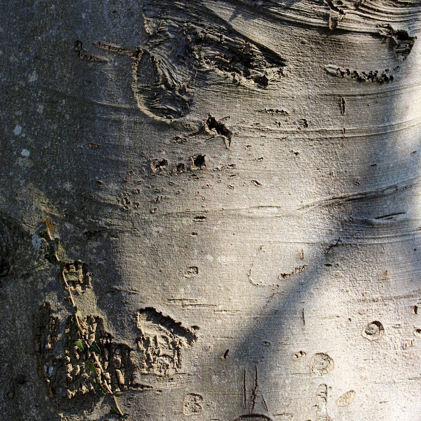 Close-up of American Beech tree trunk showing textured bark.