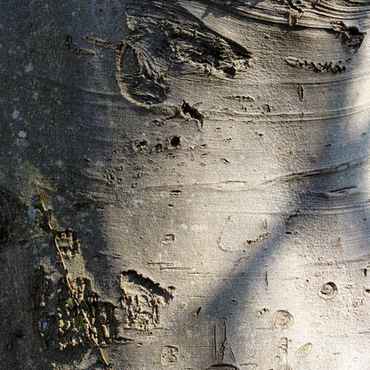 Close-up of American Beech tree trunk showing textured bark.