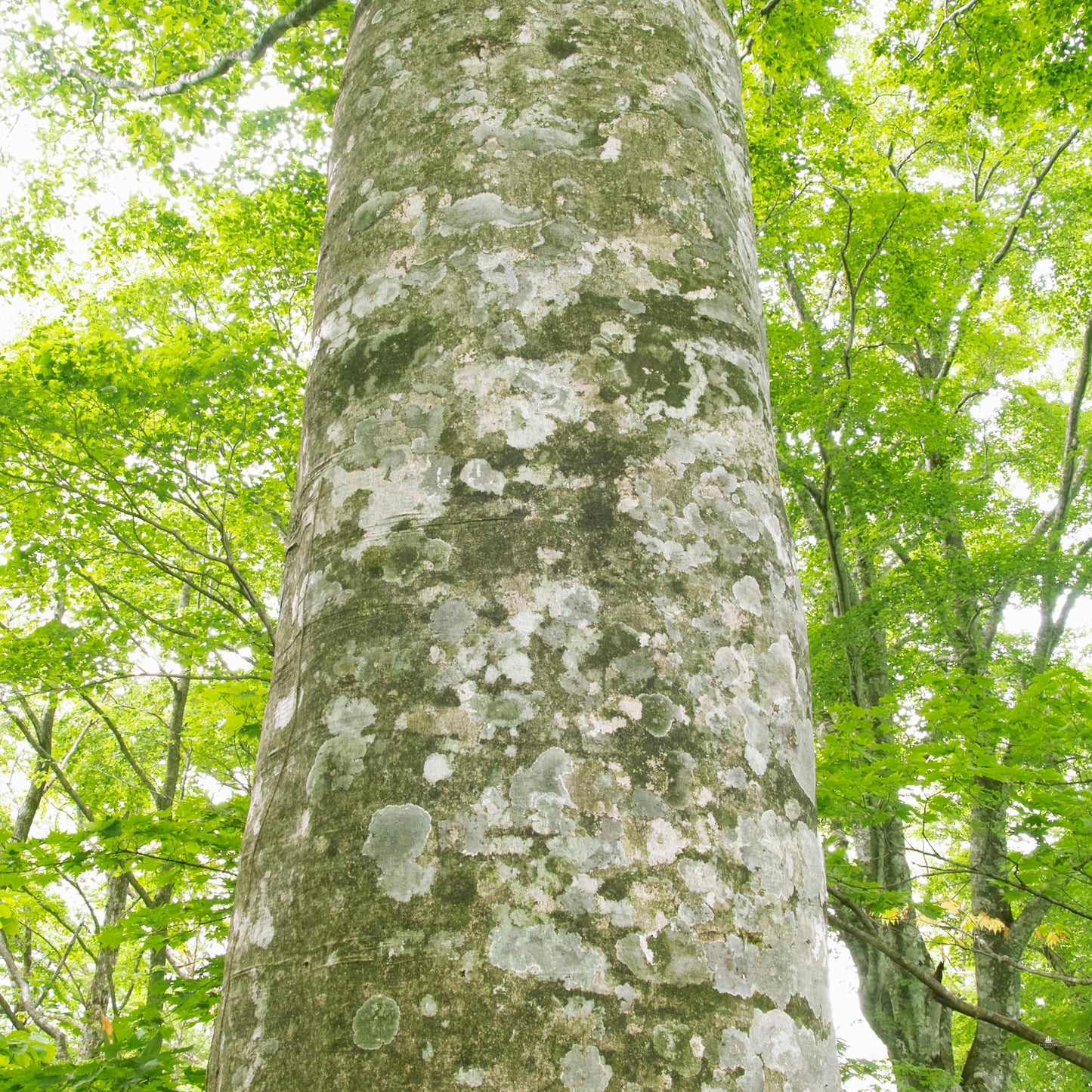 Close-up of an American Beech tree trunk with lichen in a forest.