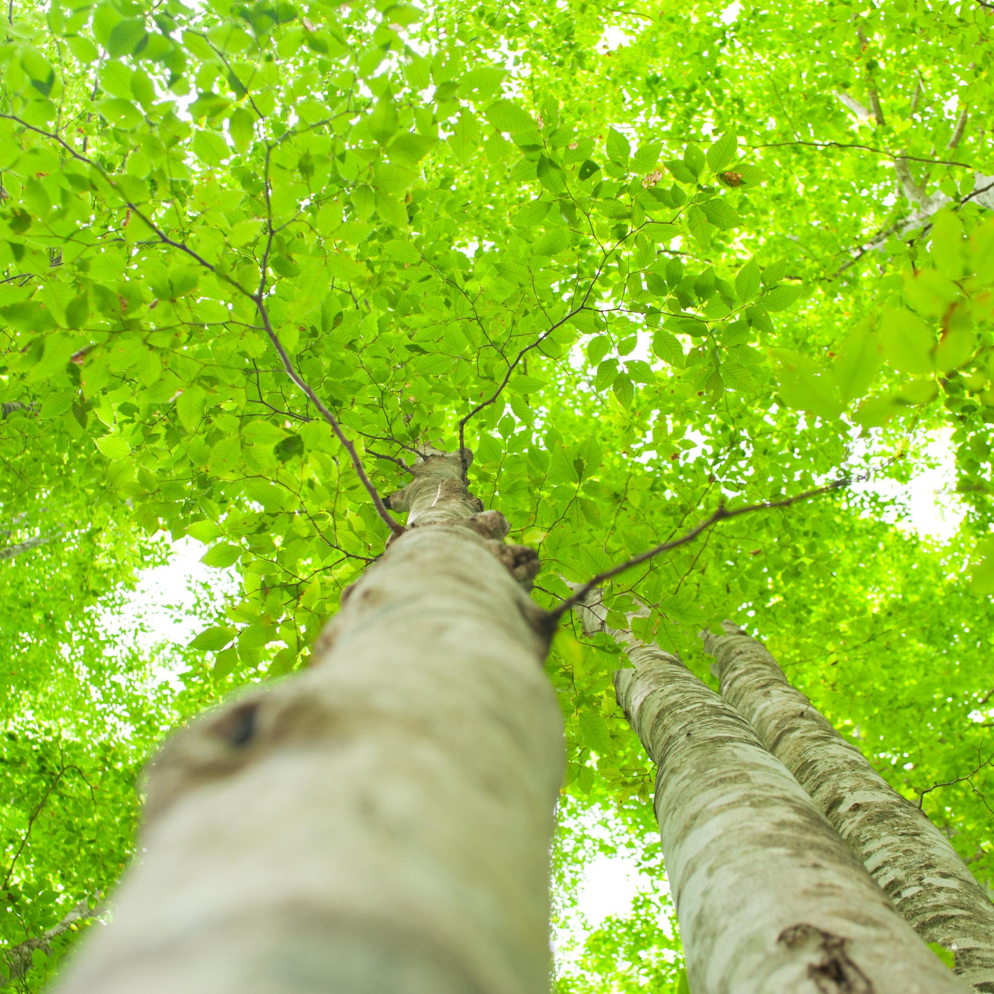 View from the ground looking up at two American Beech tree trunks among a dense green leaf canopy.