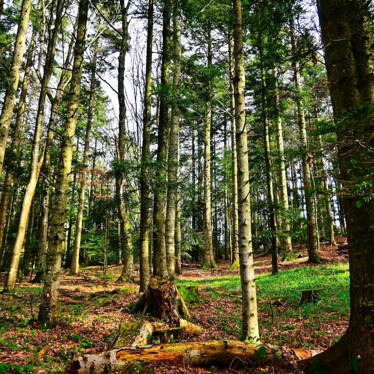 Forest with tall American Beech trees and a path on a cloudy day