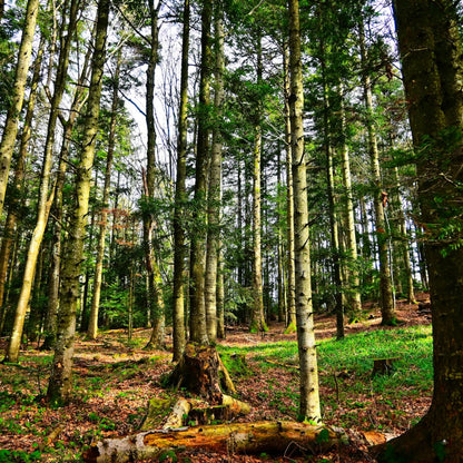 Forest with tall American Beech trees and a path on a cloudy day