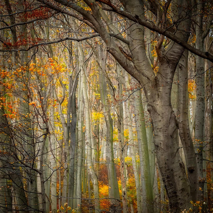 Forest in autumn with American Beech trees displaying yellow leaves.
