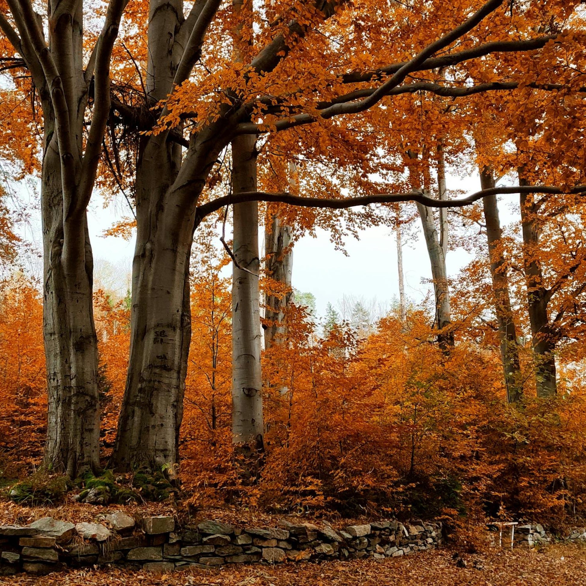 American Beech Tree Forest in autumn with orange and yellow leaves.