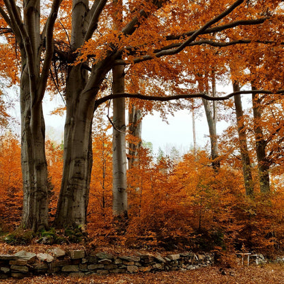 American Beech Tree Forest in autumn with orange and yellow leaves.