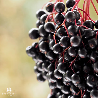 Cluster of dark purple-black elderberries on a shrub in an outdoor setting.