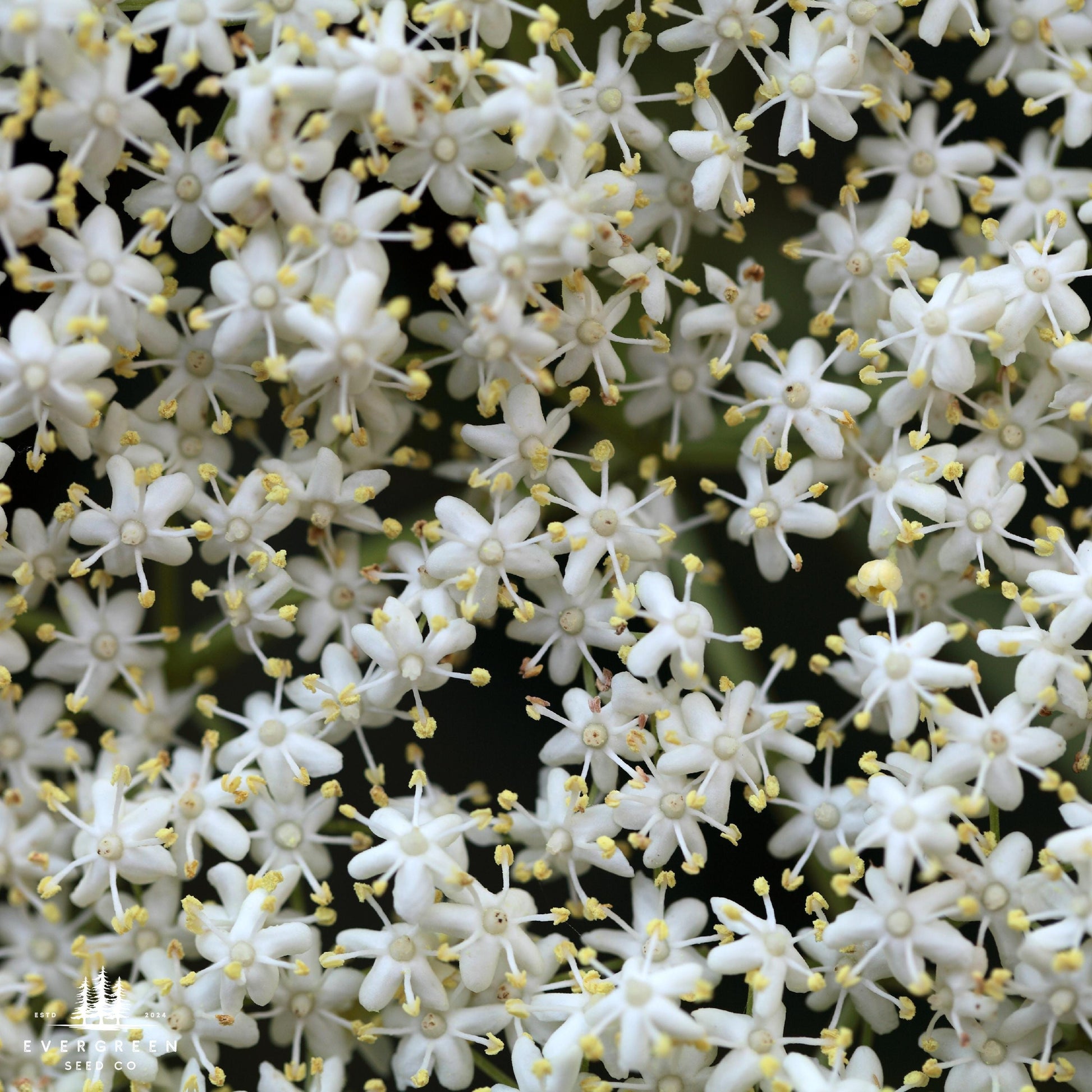 Close-up of white elderberry flowers with yellow centers.