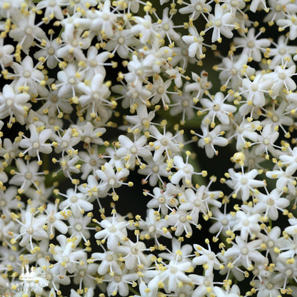 Close-up of white elderberry flowers with yellow centers.