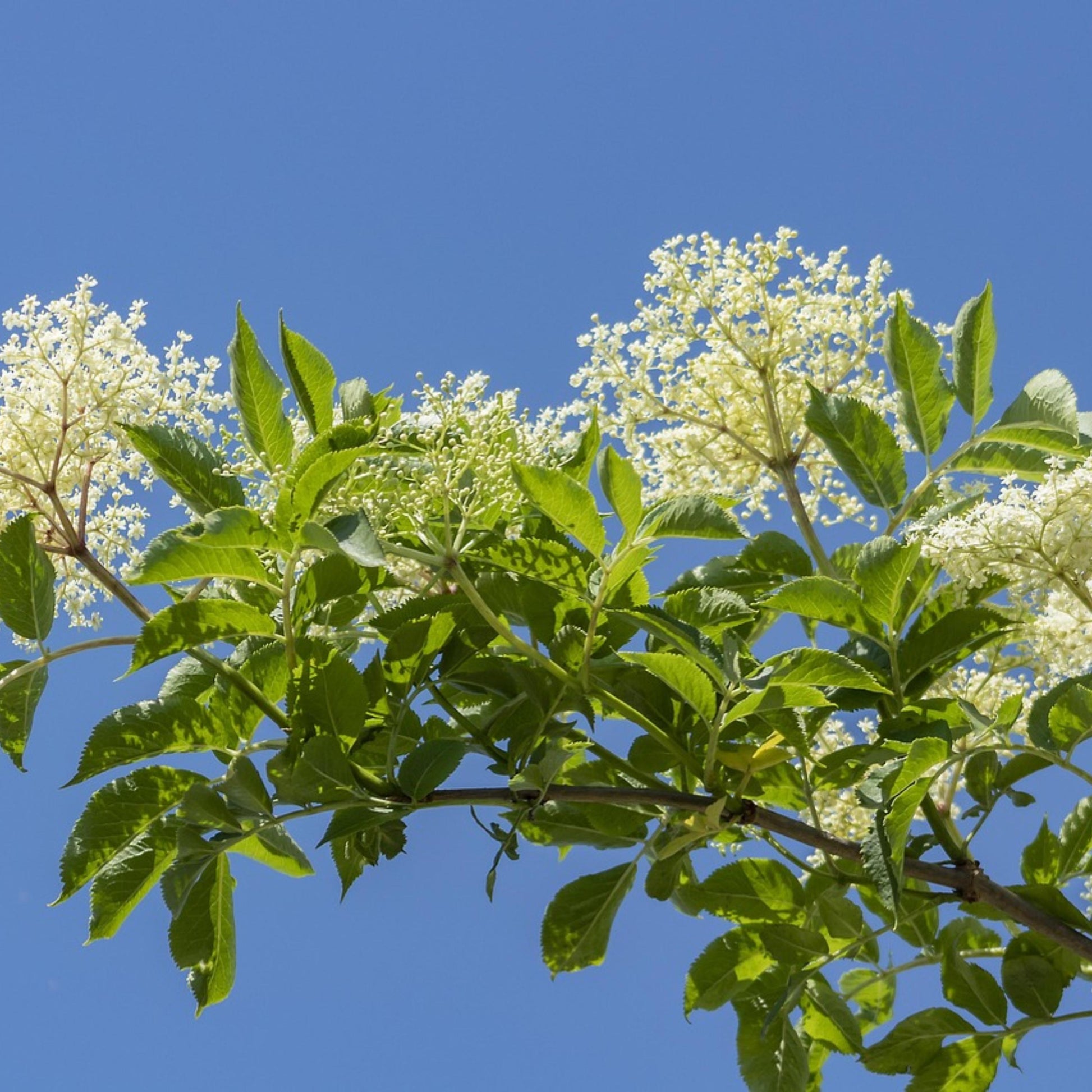 Tree branch with green leaves and white Black Elverberry flowers against a clear blue sky.