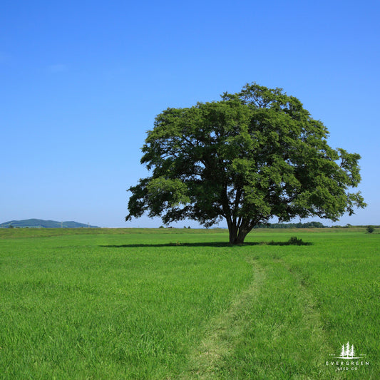 A single American Elm tree with a wide canopy, growing in a lush green field under a clear blue sky.