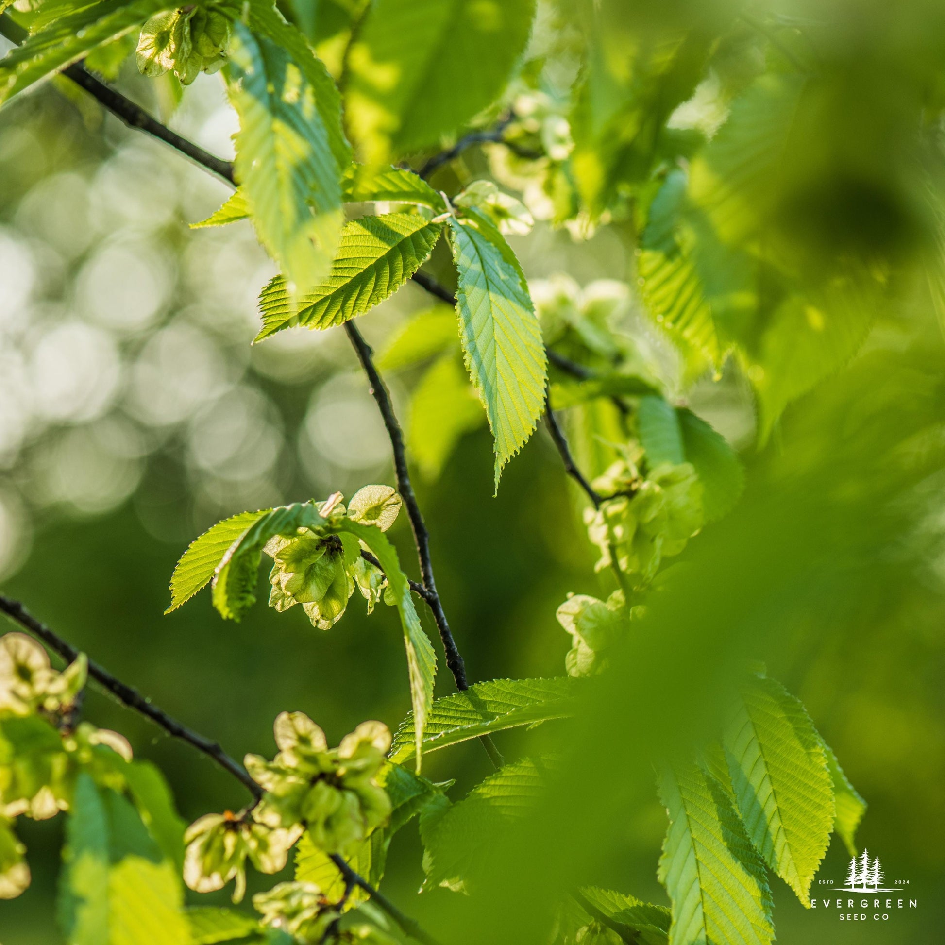 Close-up of green leaves and buds on a tree branch.