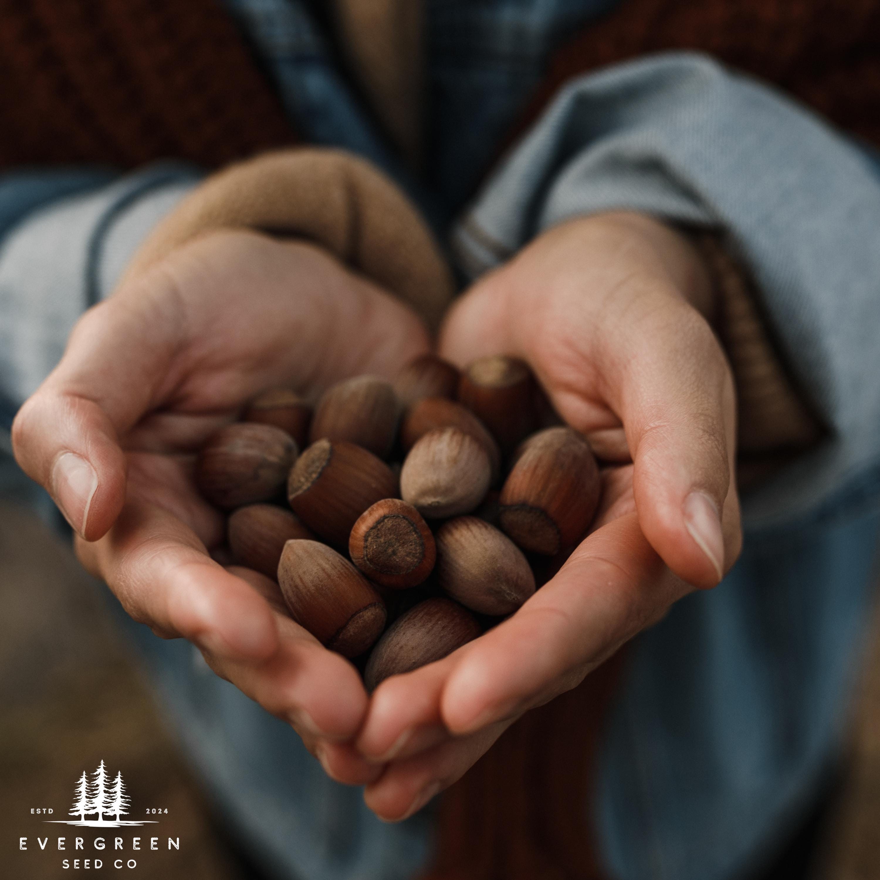 American Hazelnut Tree Seeds | Corylus americana | Native Nut