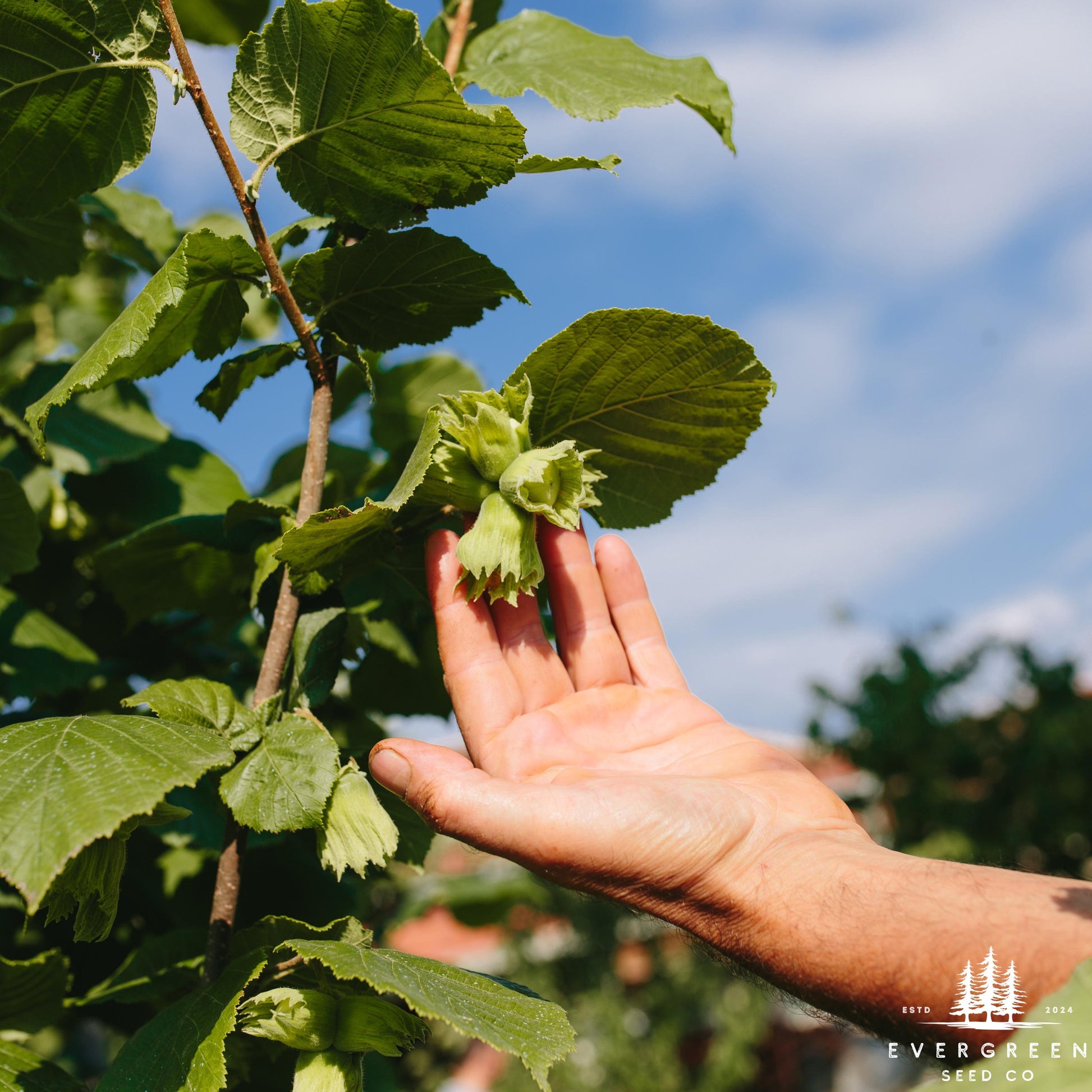 plant hazelnut tree from seed American Hazelnut Tree Seeds | Corylus americana