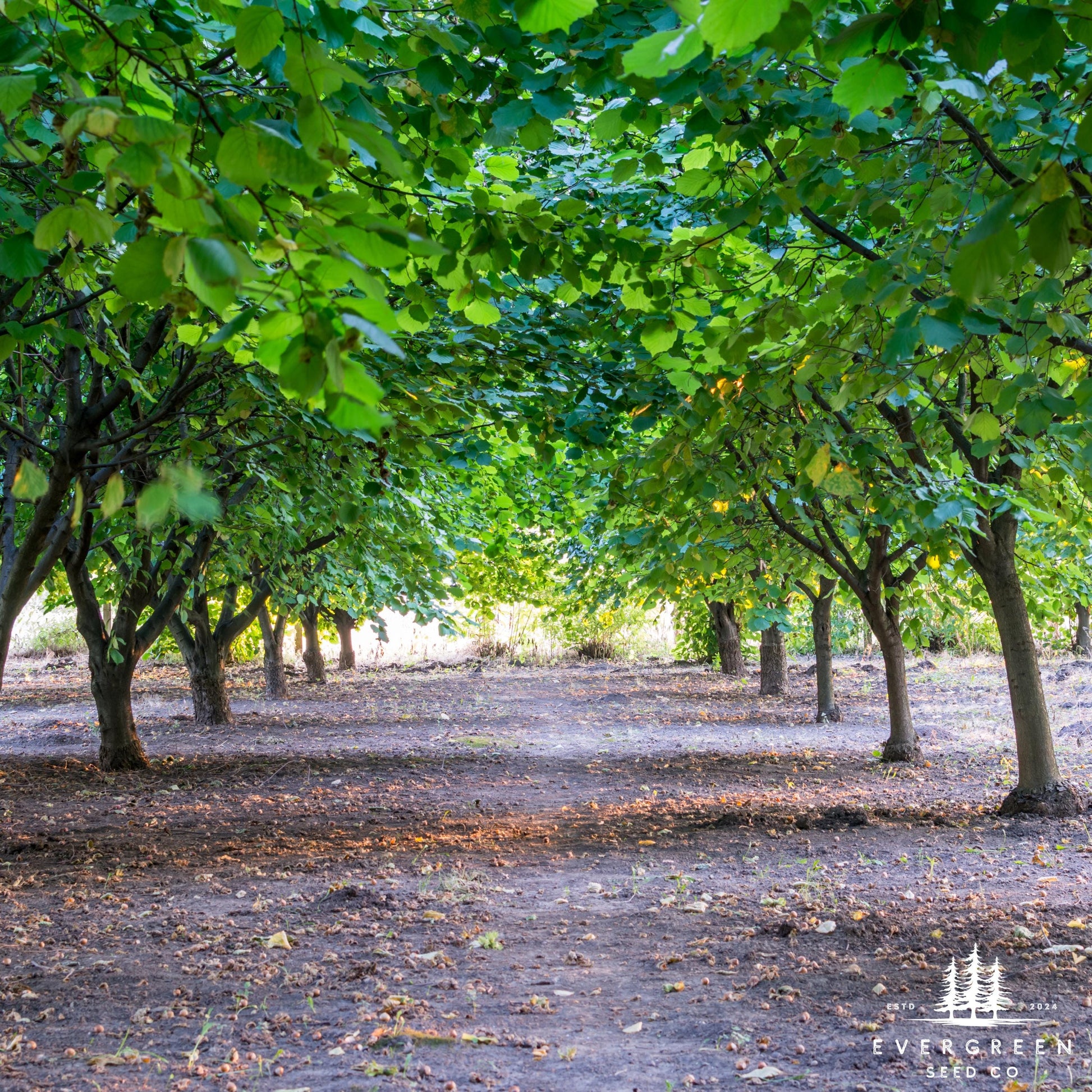 American Hazelnut Tree-lined path in a forest with fallen leaves on the ground.