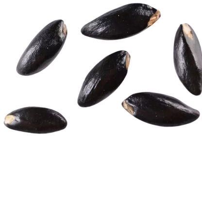 Black witch hazel seeds scattered on a white background