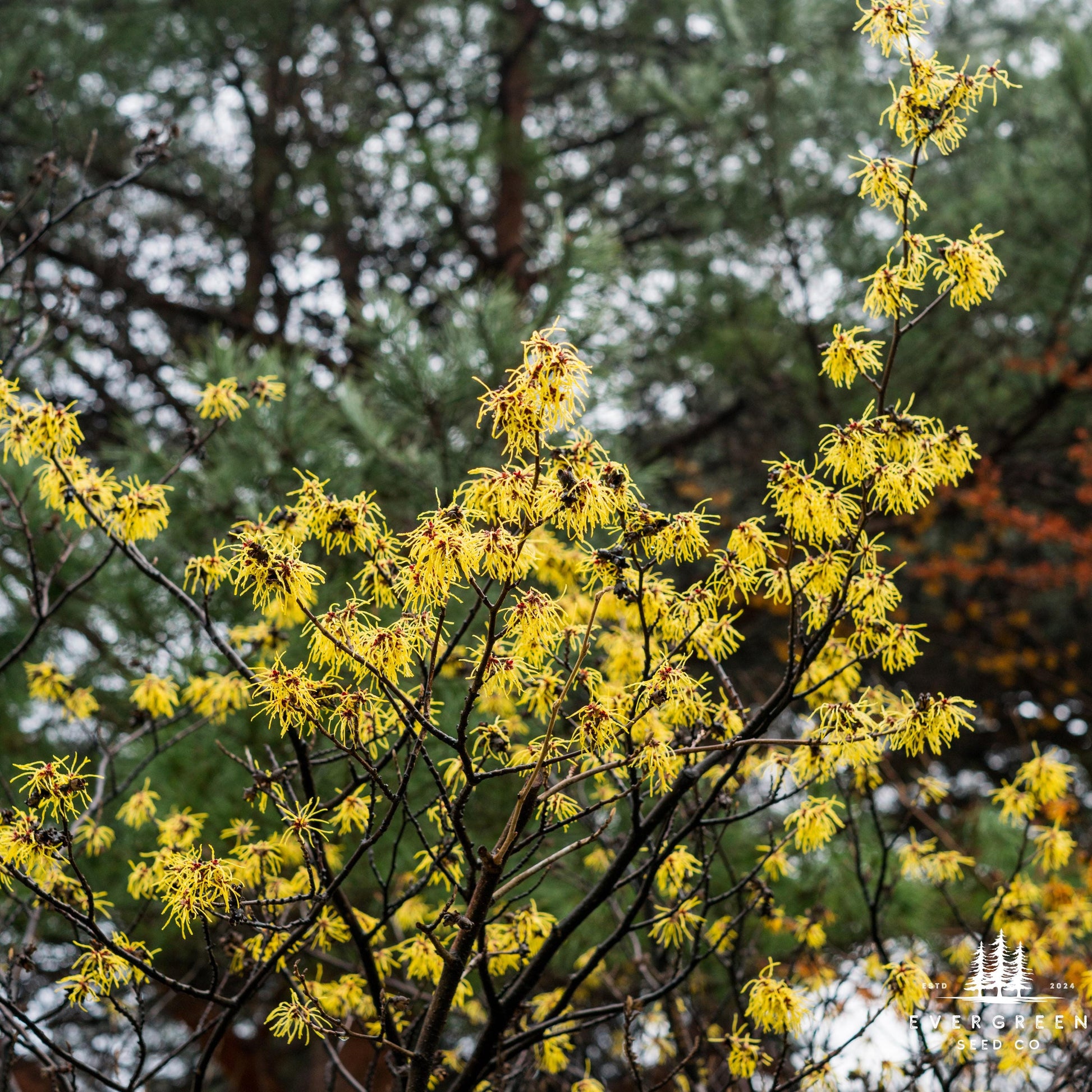 Yellow American Witch Hazel flowers on a tree branch with blurred green trees in the background