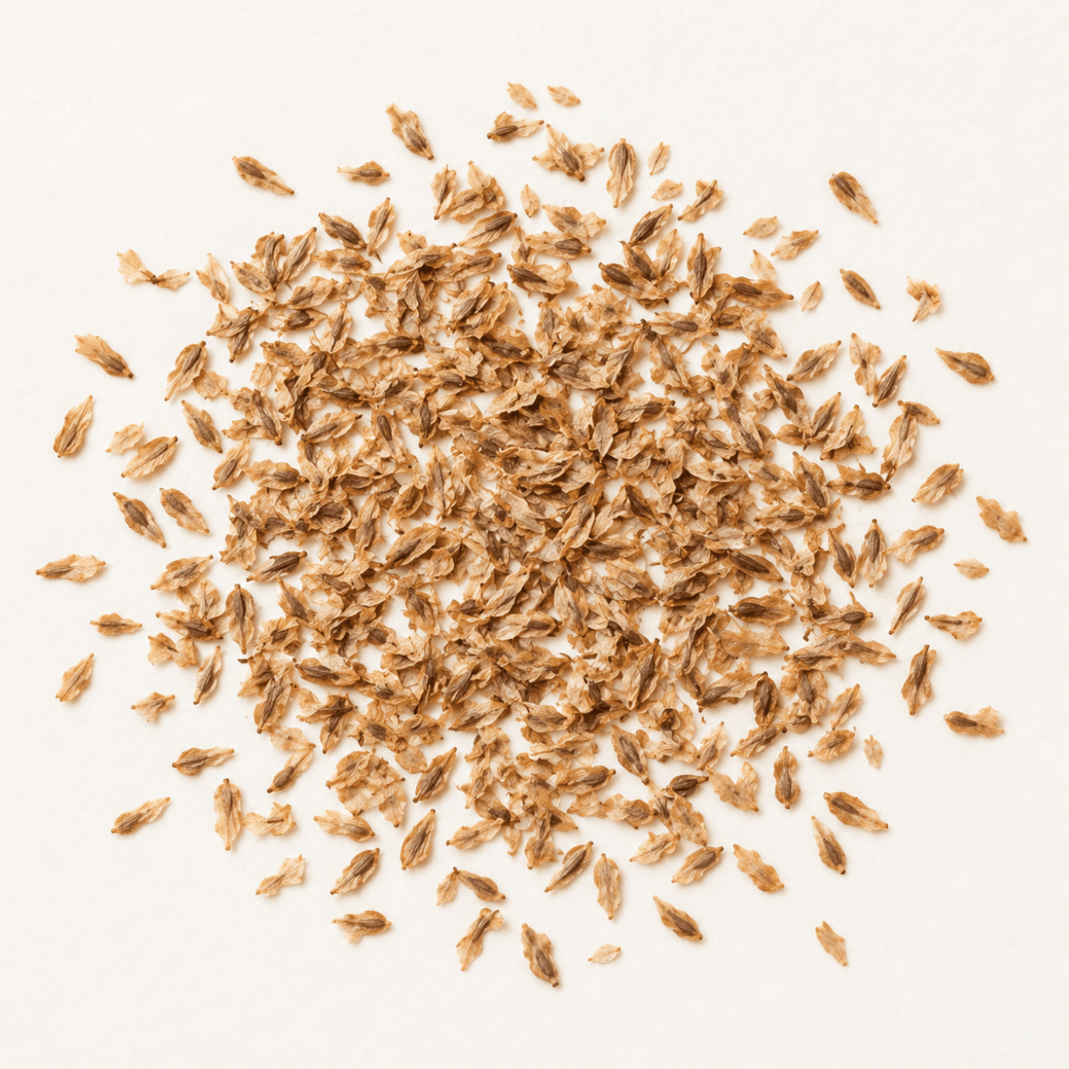 American Arborvitae Tree Seeds | (Thuja occidentalis ‘Pyramidalis’)