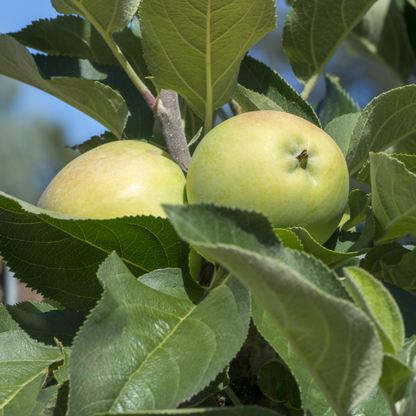 Antonovka Apple Tree Seeds | (Malus pumila ‘Antonovka’)