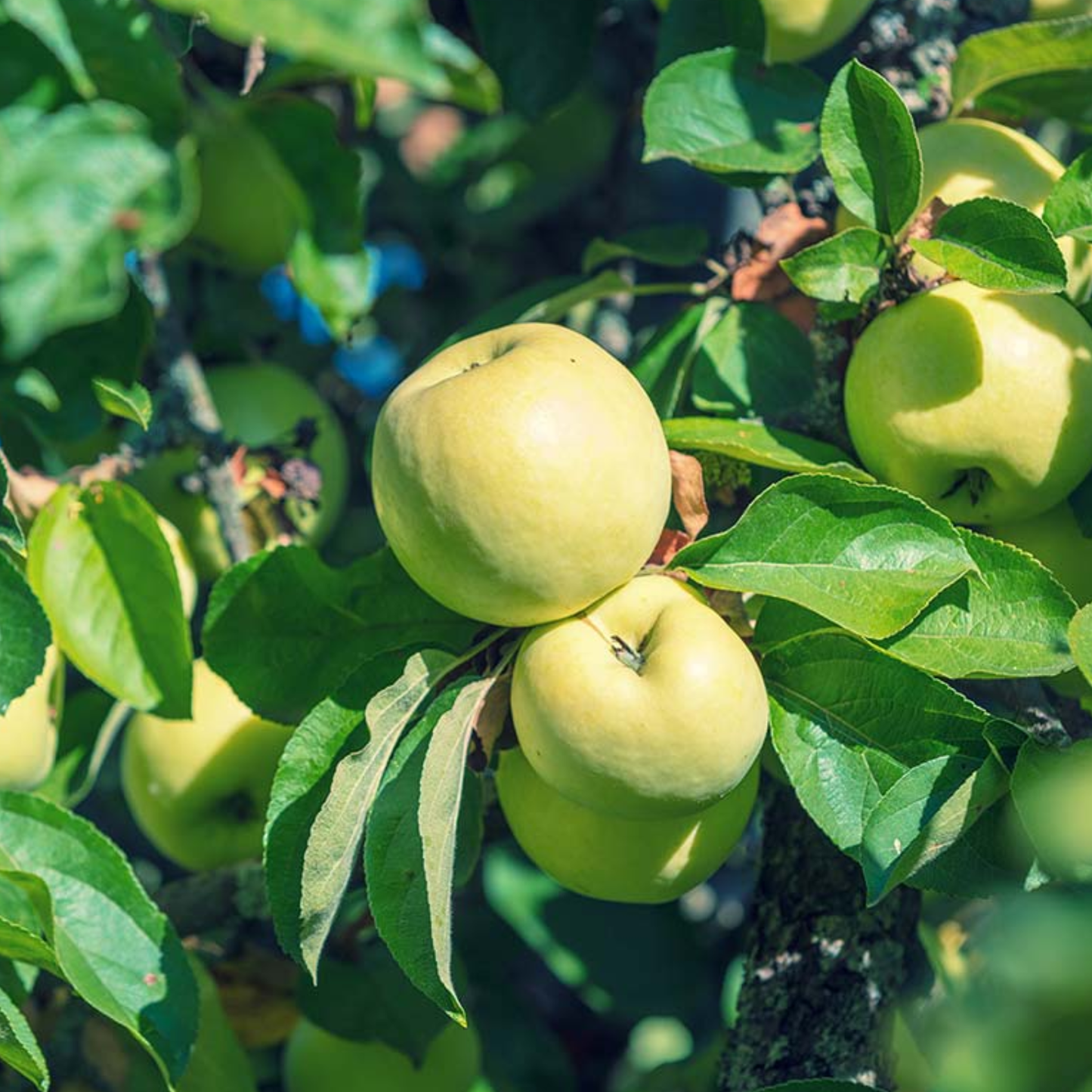 Antonovka Apple Tree Seeds | (Malus pumila ‘Antonovka’)