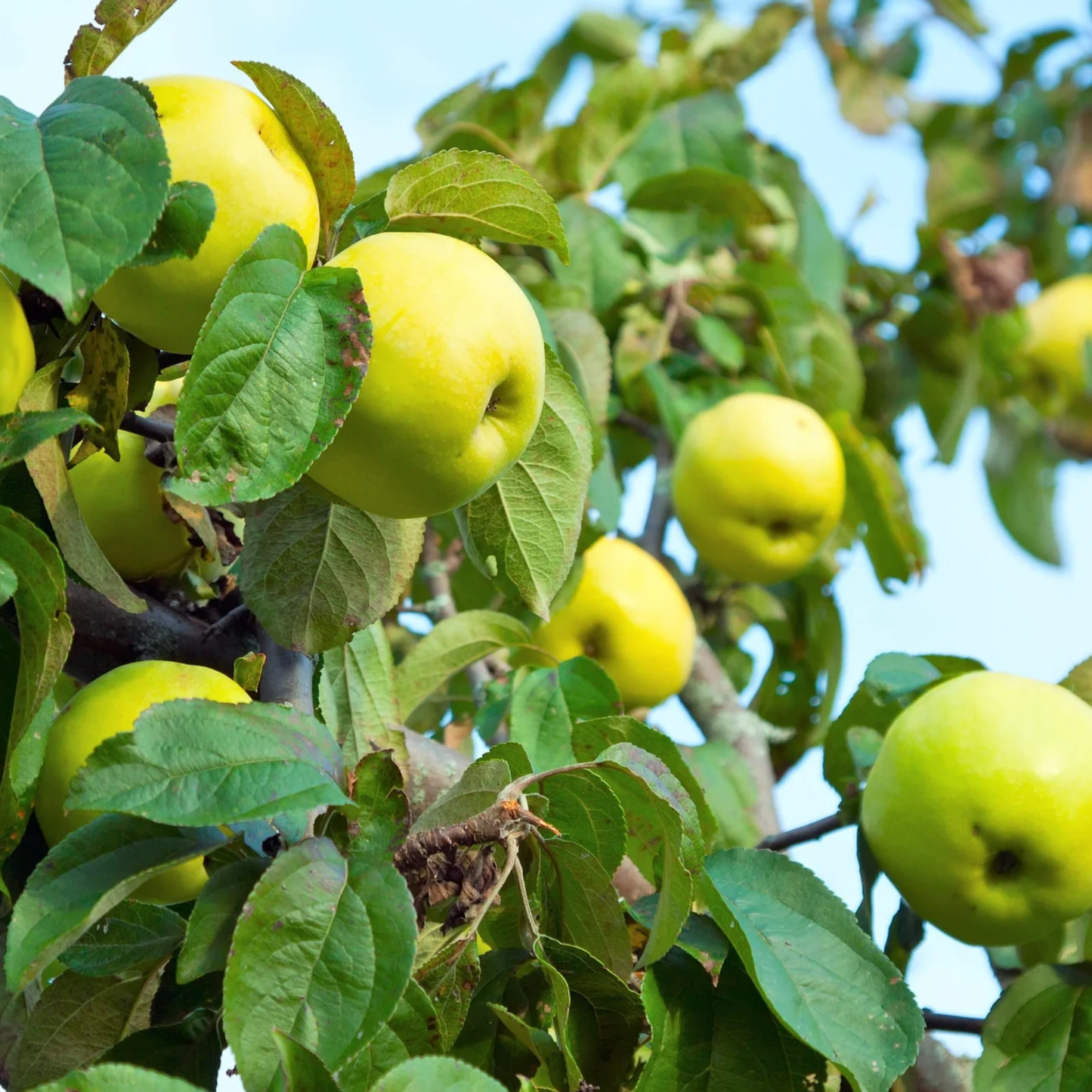 Antonovka Apple Tree Seeds | (Malus pumila ‘Antonovka’)