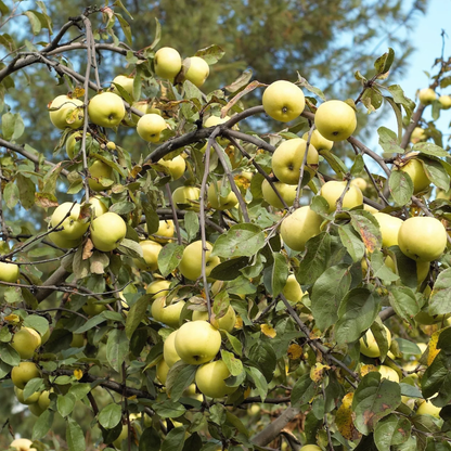 Antonovka Apple Tree Seeds | (Malus pumila ‘Antonovka’)