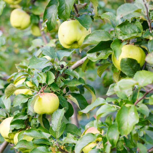 Antonovka Apple Tree Seeds | (Malus pumila ‘Antonovka’)