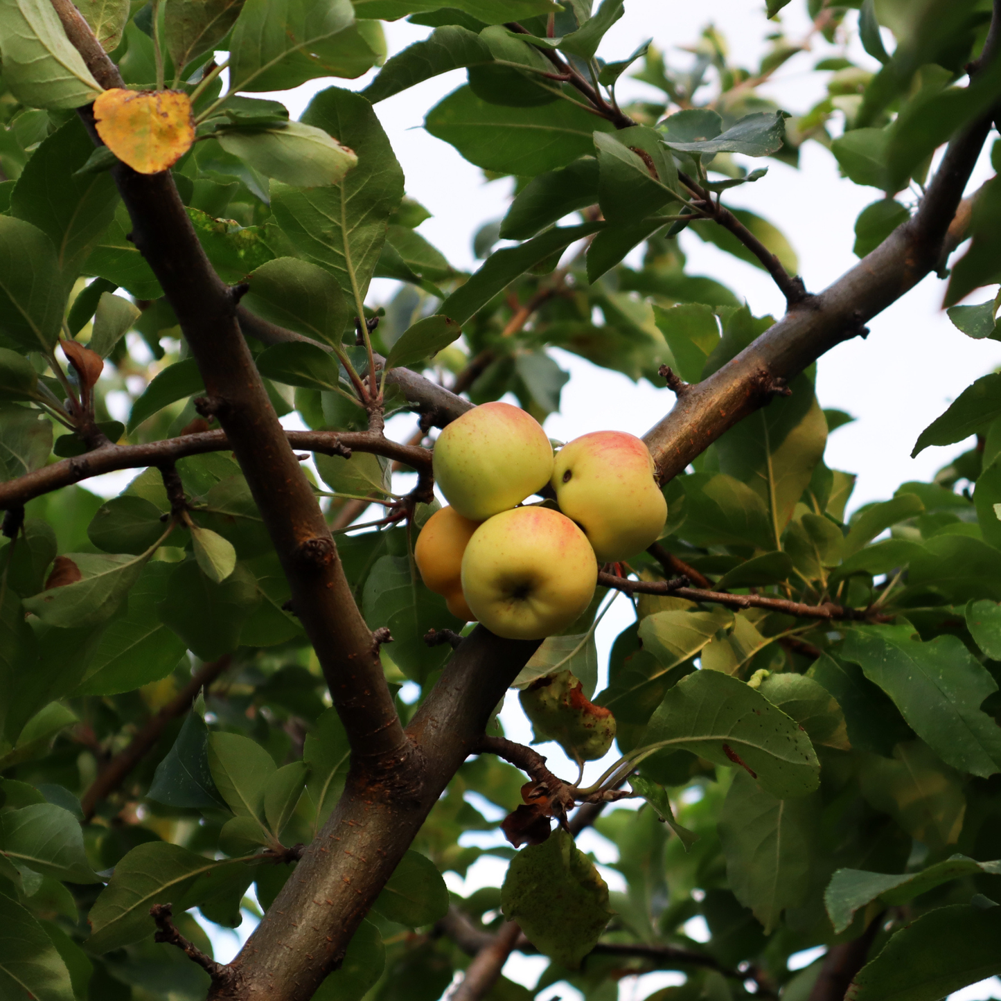 Antonovka Apple Tree Seeds | (Malus pumila ‘Antonovka’)