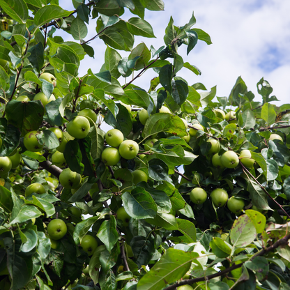 Antonovka Apple Tree Seeds | (Malus pumila ‘Antonovka’)