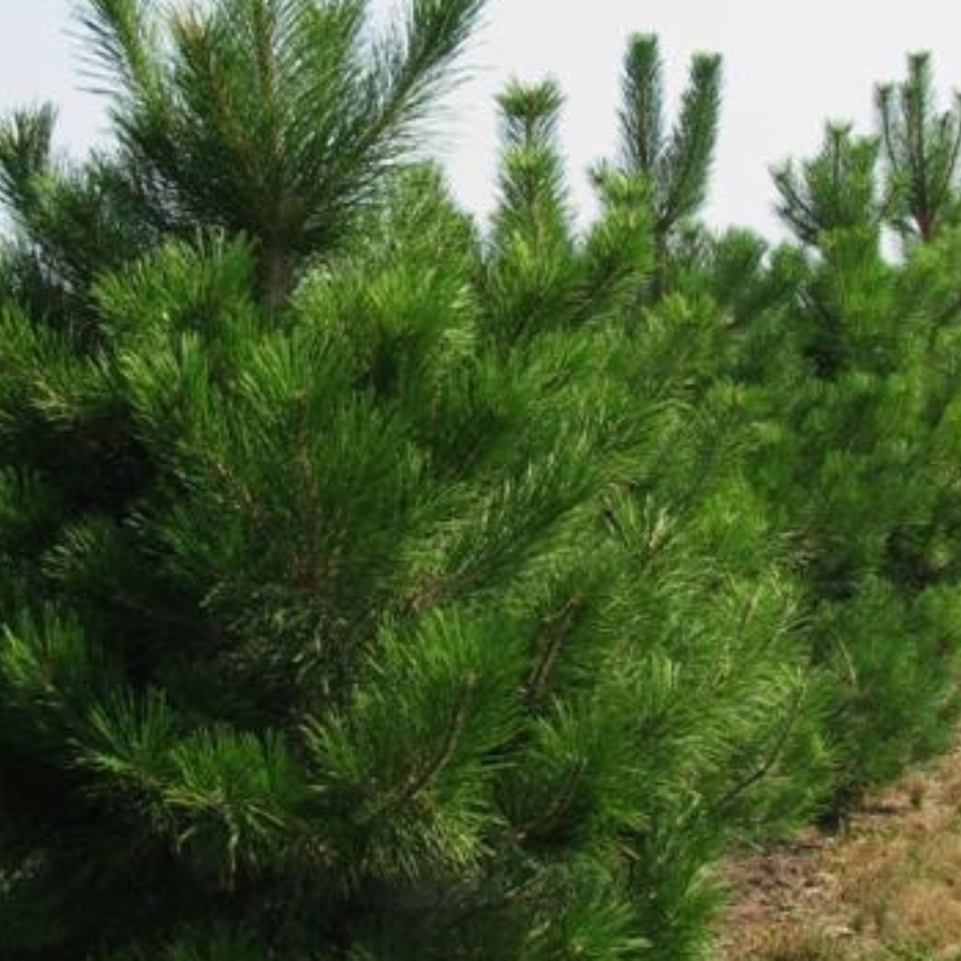 Close-up of Austrian pine tree with green needles against a blurred background