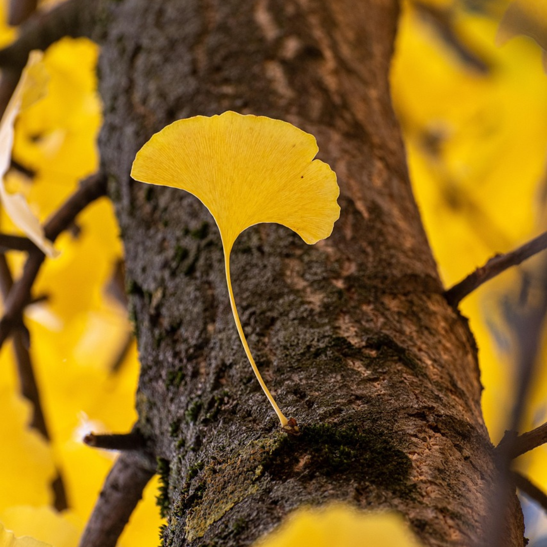 Maiden Hair Tree Seeds-(Ginkgo Biloba)
