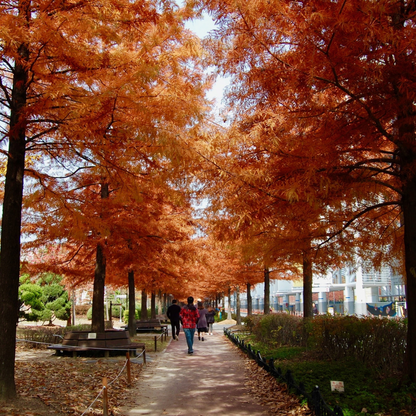 Bald Cypress Tree Seeds -(Taxodium distichum)