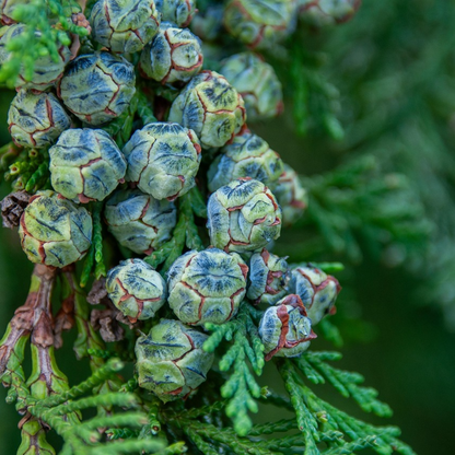 Bald Cypress Tree Seeds -(Taxodium distichum)