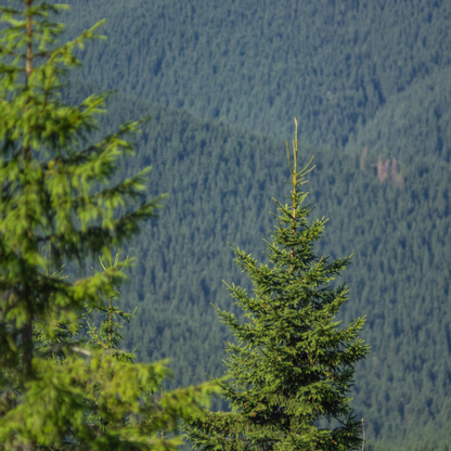 Balsam Fir Tree Seeds – (Abies balsamea)