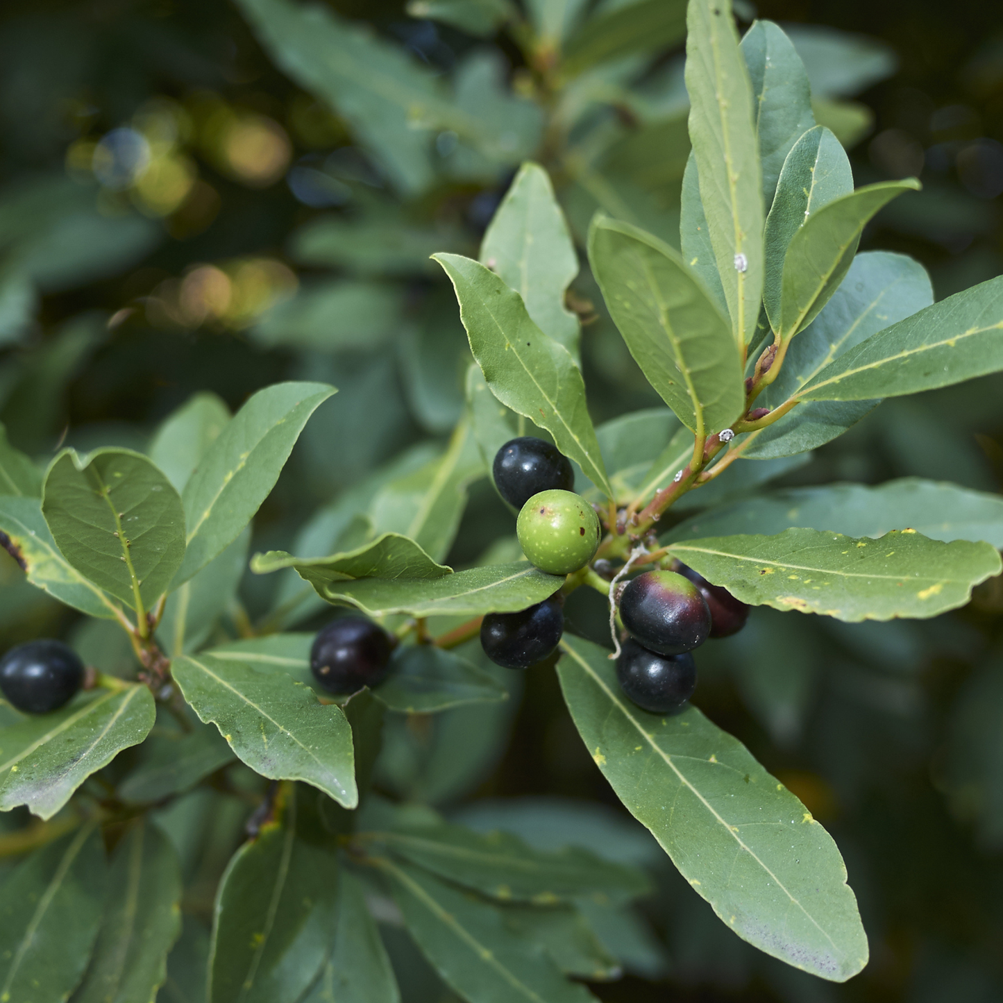 Bay Laurel Tree Seeds | Sweet Bay | (Laurus nobilis)