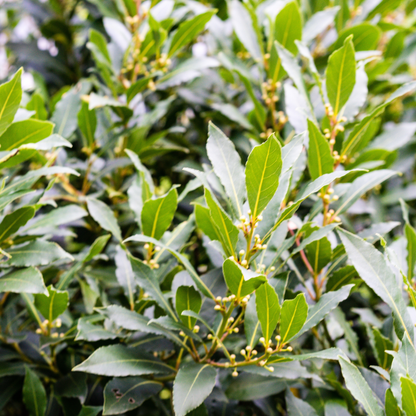 Bay Laurel Tree Seeds | Sweet Bay | (Laurus nobilis)