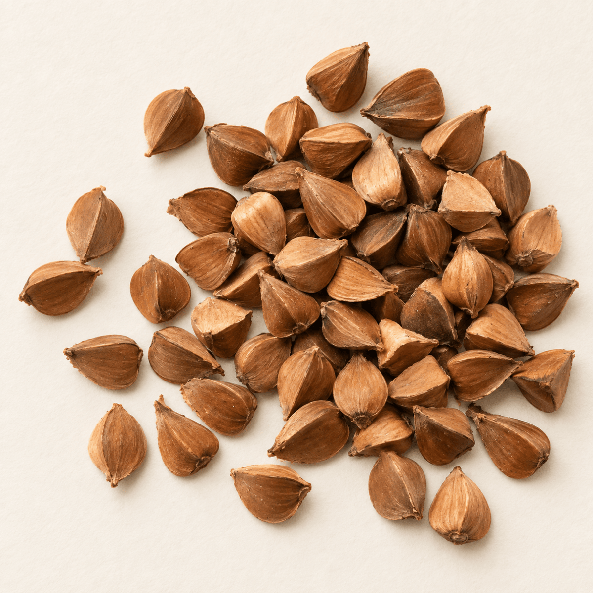American Beech Tree Seeds | (Fagus grandifolia)