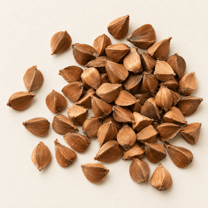 American Beech Tree Seeds | (Fagus grandifolia)