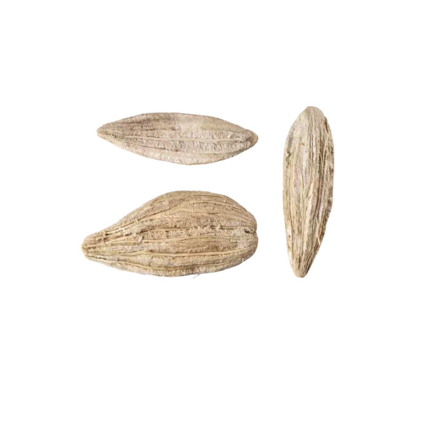 Bee Tupelo Tree Seeds | Ogeechee Lime | Sour Tupelo | (Nyssa ogeche)
