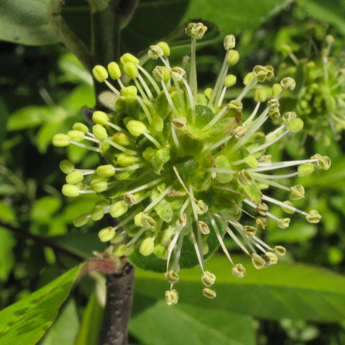 Bee Tupelo Tree Seeds | Ogeechee Lime | Sour Tupelo | (Nyssa ogeche)