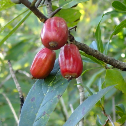Bee Tupelo Tree Seeds | Ogeechee Lime | Sour Tupelo | (Nyssa ogeche)