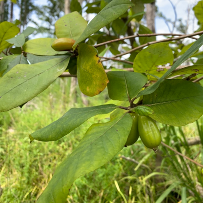 Bee Tupelo Tree Seeds | Ogeechee Lime | Sour Tupelo | (Nyssa ogeche)