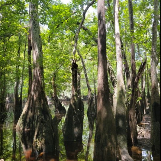 Bee Tupelo Tree Seeds | Ogeechee Lime | Sour Tupelo | (Nyssa ogeche)