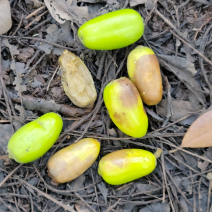 Bee Tupelo Tree Seeds | Ogeechee Lime | Sour Tupelo | (Nyssa ogeche)
