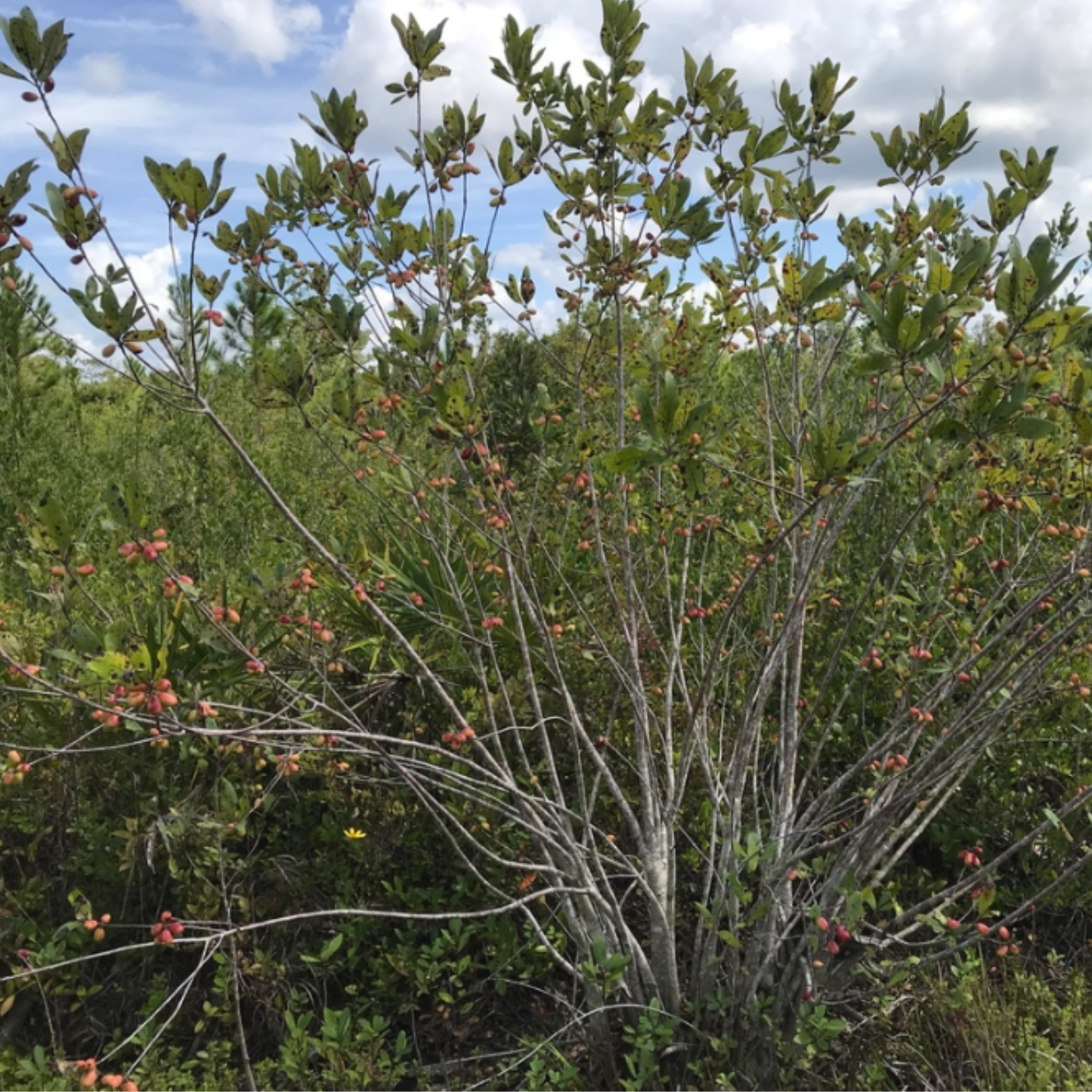Bee Tupelo Tree Seeds | Ogeechee Lime | Sour Tupelo | (Nyssa ogeche)
