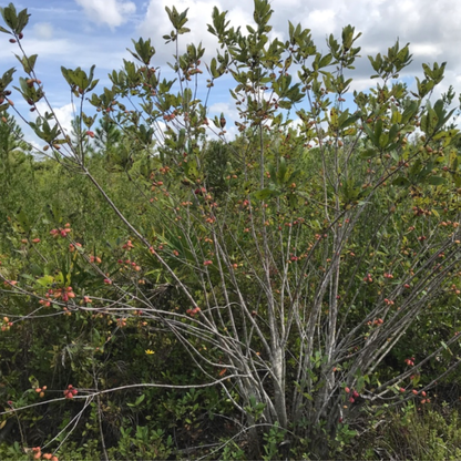 Bee Tupelo Tree Seeds | Ogeechee Lime | Sour Tupelo | (Nyssa ogeche)