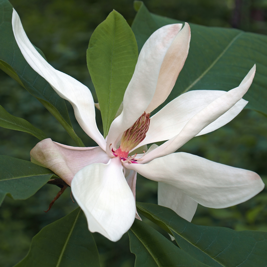 Bigleaf Magnolia Tree Seeds | Large-Leaved Cucumber Tree | (Magnolia macrophylla)