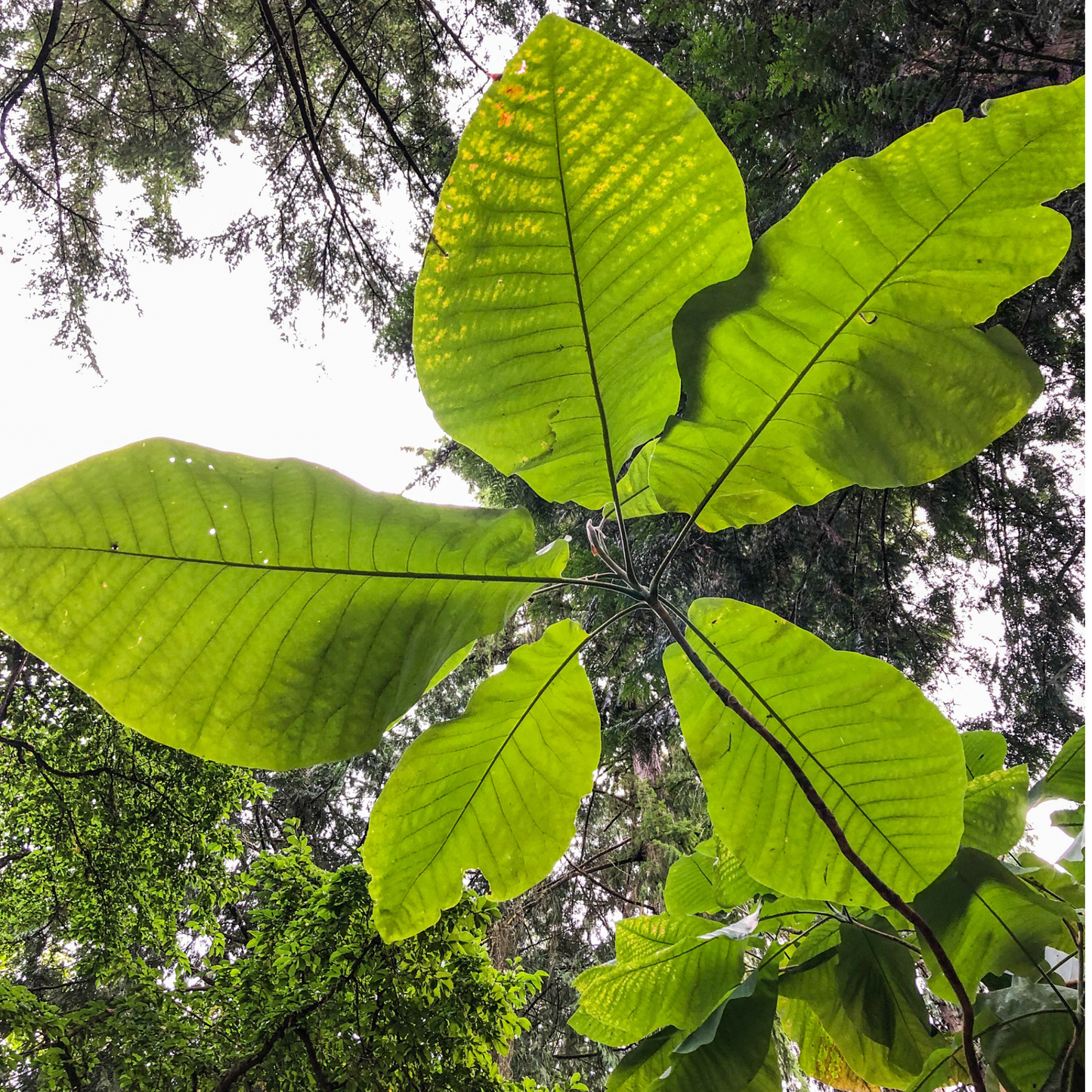 Bigleaf Magnolia Tree Seeds | Large-Leaved Cucumber Tree | (Magnolia macrophylla)