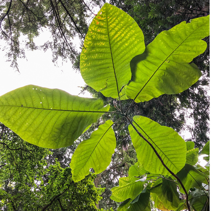 Bigleaf Magnolia Tree Seeds | Large-Leaved Cucumber Tree | (Magnolia macrophylla)