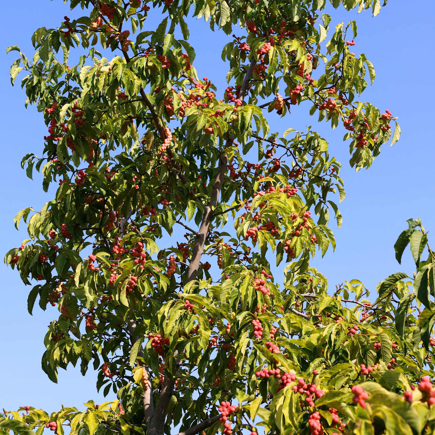 Bigleaf Magnolia Tree Seeds | Large-Leaved Cucumber Tree | (Magnolia macrophylla)